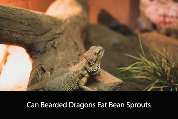 Can Bearded Dragons Eat Bean Sprouts