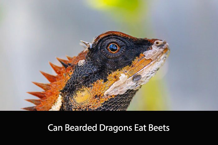 Can Bearded Dragons Eat Beets