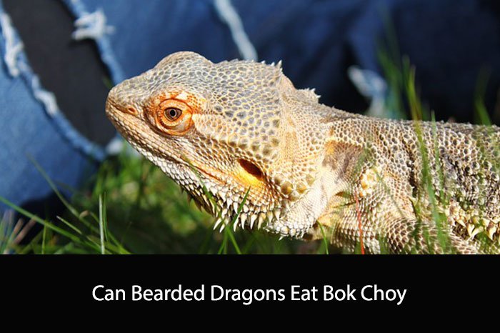 Can Bearded Dragons Eat Bok Choy