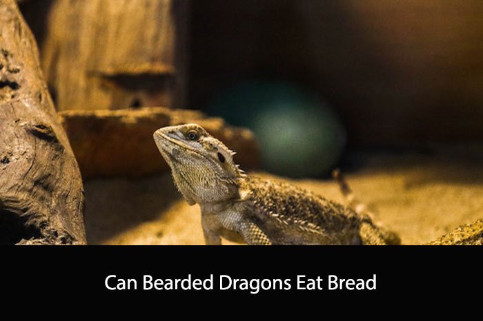 Can Bearded Dragons Eat Bread