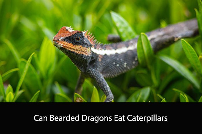 Can Bearded Dragons Eat Caterpillars