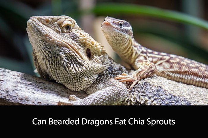 Can Bearded Dragons Eat Chia Sprouts