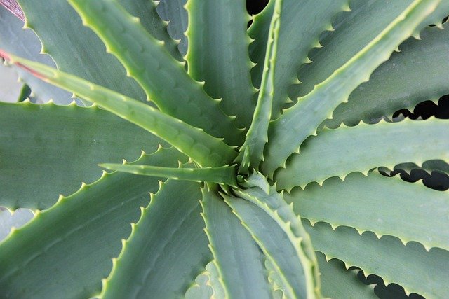 Can Bearded Dragons Eat Aloe Plants