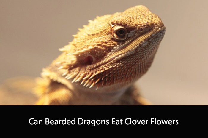 Can Bearded Dragons Eat Clover Flowers