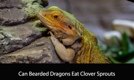 Can Bearded Dragons Eat Clover Sprouts