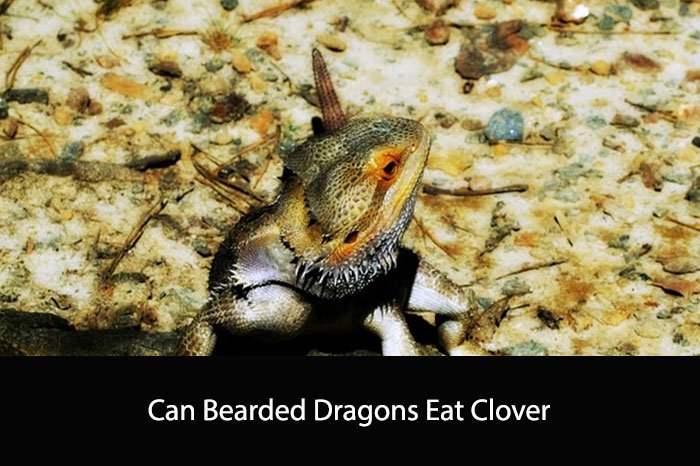 Can Bearded Dragons Eat Clover