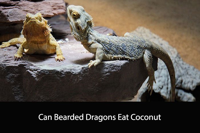 Can Bearded Dragons Eat Coconut