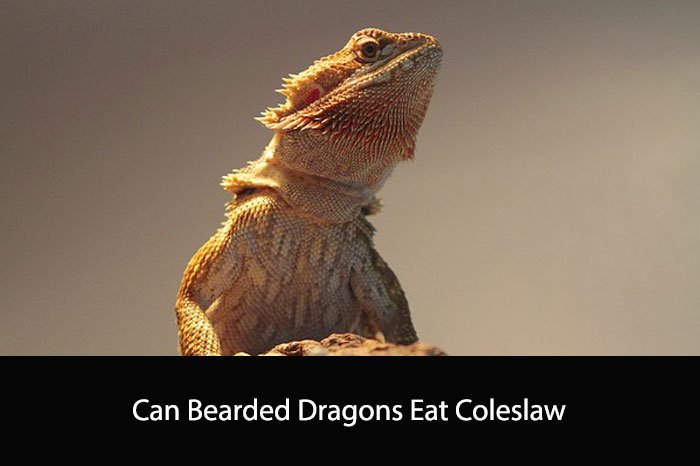 Can Bearded Dragons Eat Coleslaw