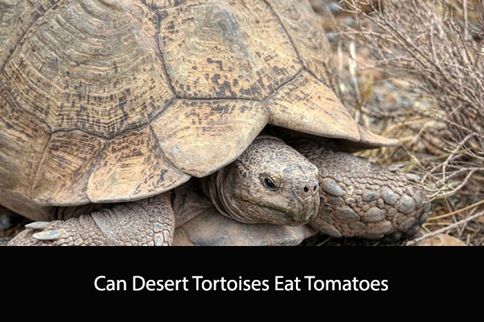Can Desert Tortoises Eat Tomatoes