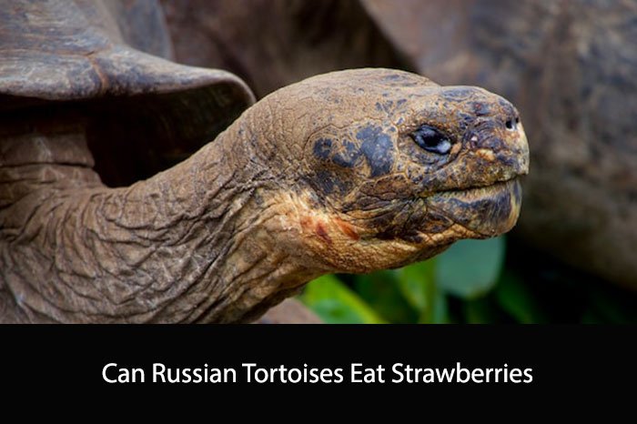 Can Russian Tortoises Eat Strawberries