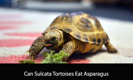 Can Sulcata Tortoises Eat Asparagus