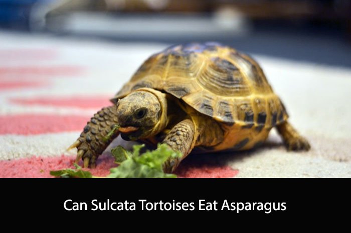 Can Sulcata Tortoises Eat Asparagus