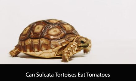 Can Sulcata Tortoises Eat Tomatoes