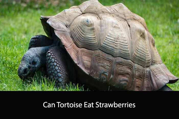 Can Tortoise Eat Strawberries