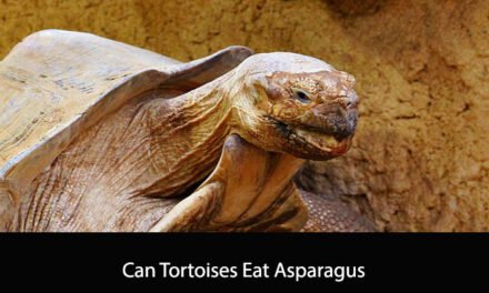 Can Tortoises Eat Asparagus