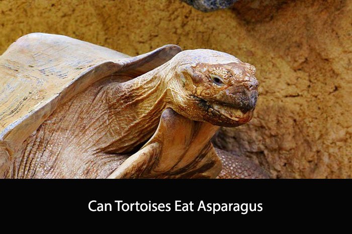 Can Tortoises Eat Asparagus