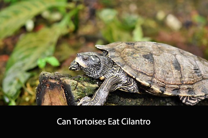 Can Tortoises Eat Cilantro