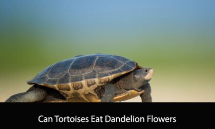 Can Tortoises Eat Dandelion Flowers