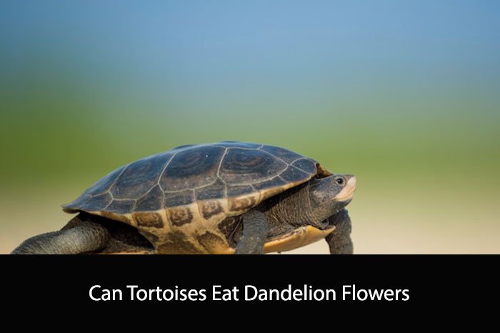 Can Tortoises Eat Dandelion Flowers