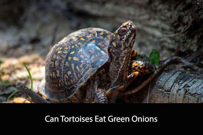 Can Tortoises Eat Green Onions