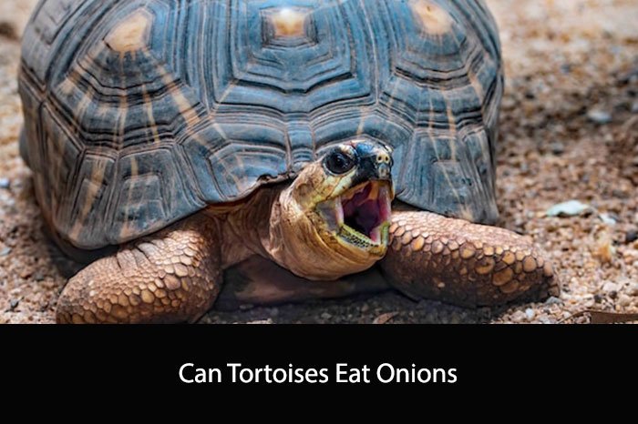 Can Tortoises Eat Onions