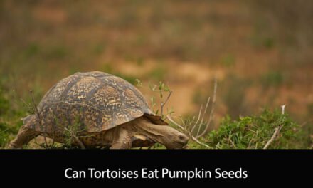 Can Tortoises Eat Pumpkin Seeds