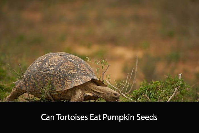 Can Tortoises Eat Pumpkin Seeds
