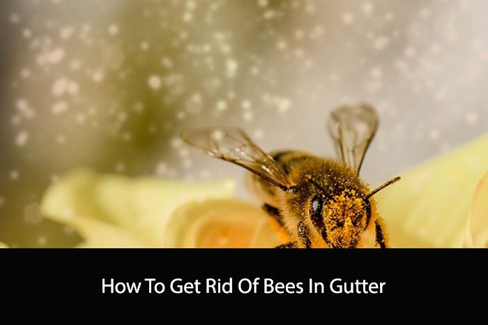 How To Get Rid Of Bees In Gutter