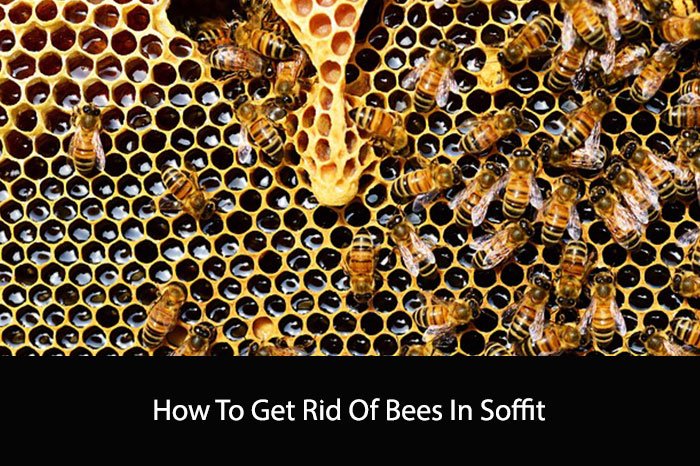 How To Get Rid Of Bees In Soffit