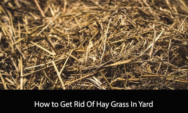 How to Get Rid Of Hay Grass In Yard