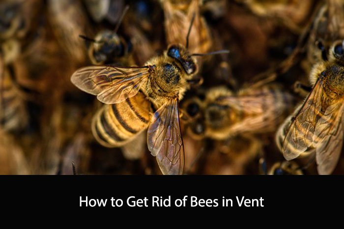 How to Get Rid of Bees in Vent