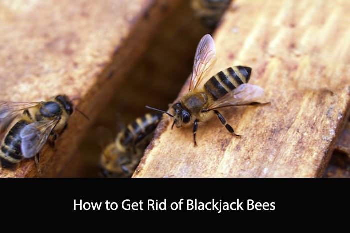 How to Get Rid of Blackjack Bees