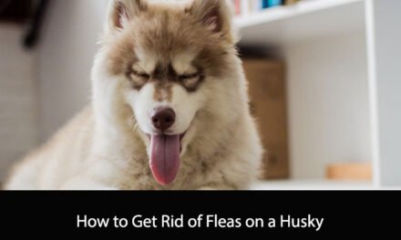 How to Get Rid of Fleas on a Husky