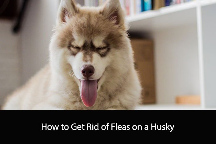 How to Get Rid of Fleas on a Husky