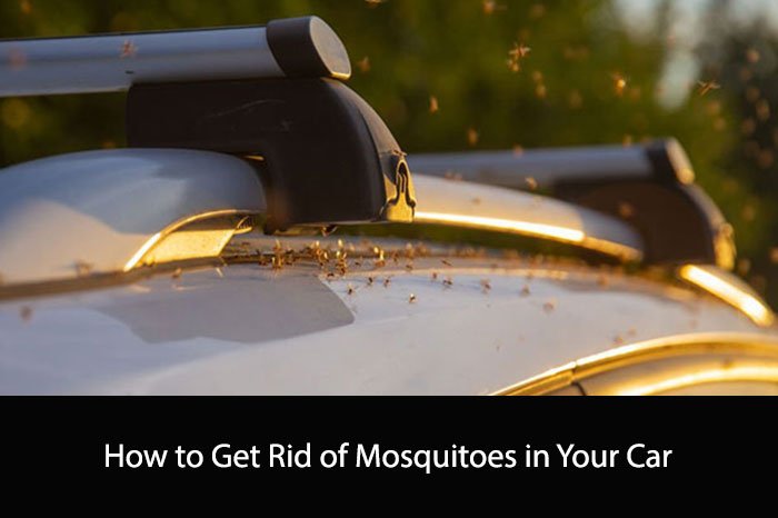 How to Get Rid of Mosquitoes in Your Car