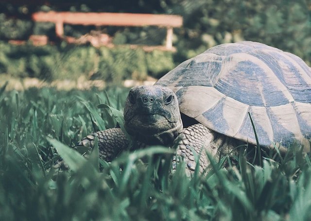 Can Russian Tortoises Eat Celery