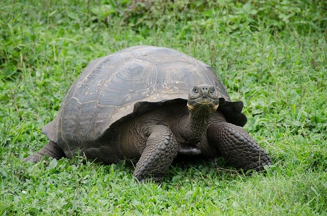 Can Tortoises Eat Cilantro