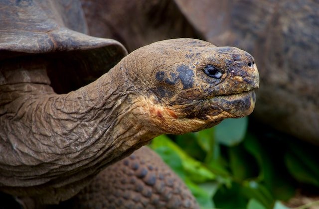 Can Tortoises Eat Squash