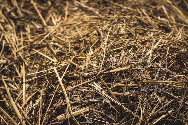 How to Get Rid Of Hay Grass In Yard