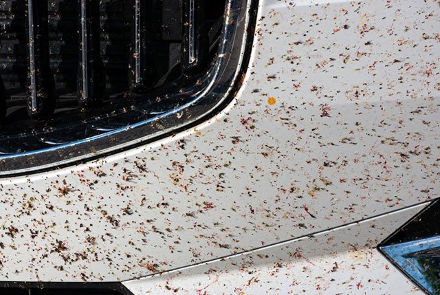 How to Get Rid of Mosquitoes in Your Car