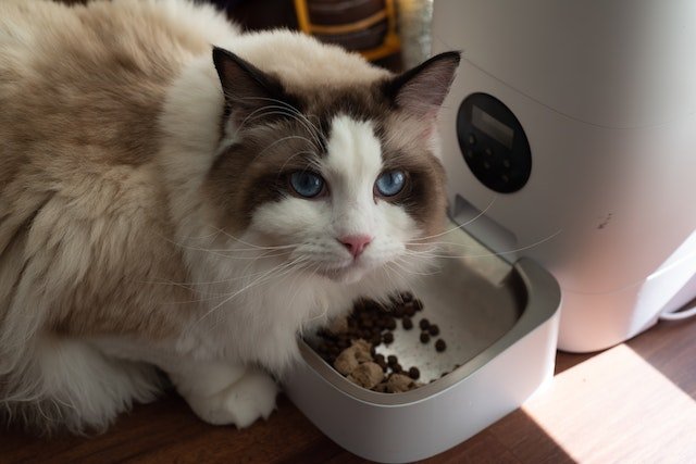 How to Get Rid of Cat Food Smell
