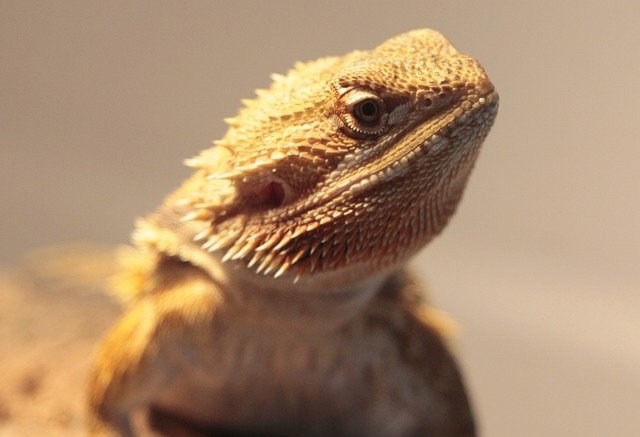 Can Bearded Dragons Eat Clover
