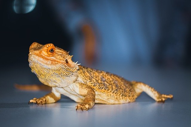 Can Bearded Dragons Eat Crackers
