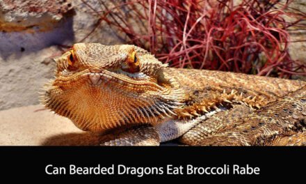 Can Bearded Dragons Eat Broccoli Rabe