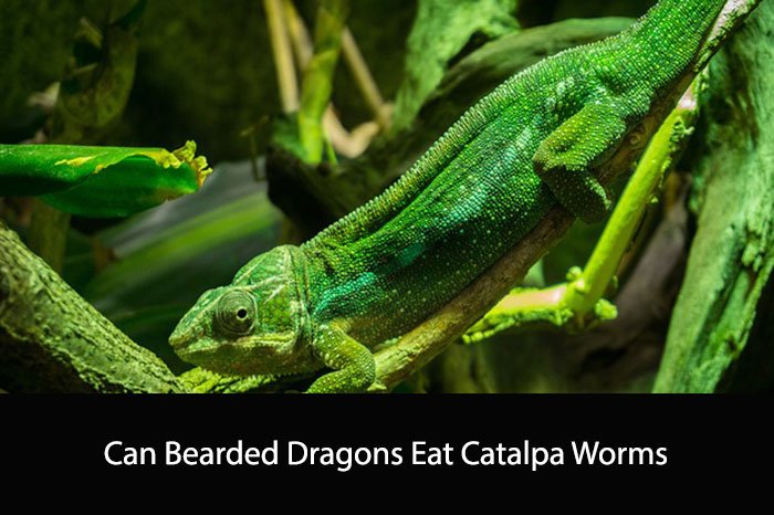 Can Bearded Dragons Eat Catalpa Worms