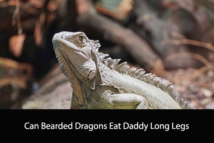 Can Bearded Dragons Eat Daddy Long Legs