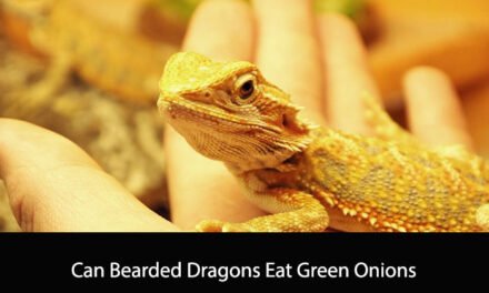 Can Bearded Dragons Eat Green Onions