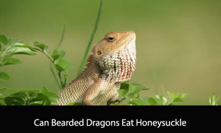 Can Bearded Dragons Eat Honeysuckle