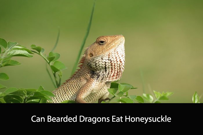 Can Bearded Dragons Eat Honeysuckle