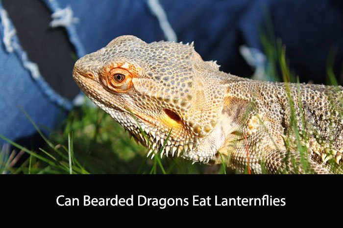Can Bearded Dragons Eat Lanternflies